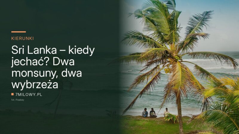 Palma kokosowa nad oceanem na wybrzeżu Sri Lanki